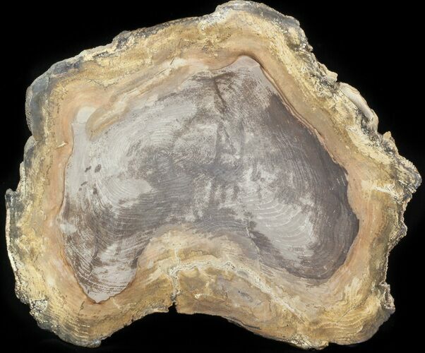 Polished Petrified Wood Slab - Sweethome, Oregon #41886